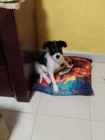 Chiquitín en adopción responsable 3 meses
