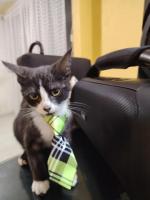 Fantasy en adopción
