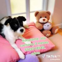 En adopción responsable