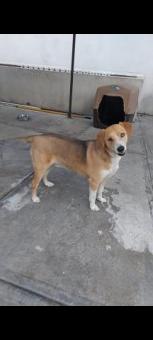 Cariñosa y juguetona parejita