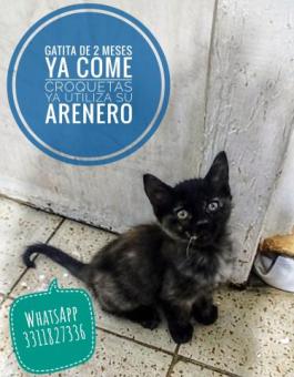 Gatita busca hogar