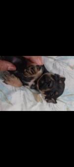 Adopción responsable