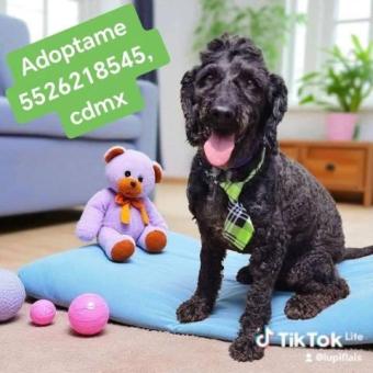 Chinito en adopción