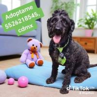 Chinito en adopción