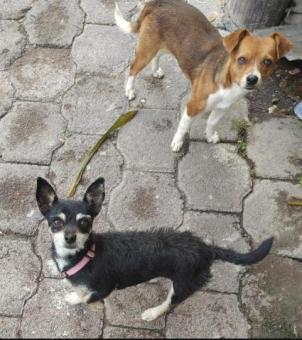 Adopción Responsable dos perritos talla chica, xochi