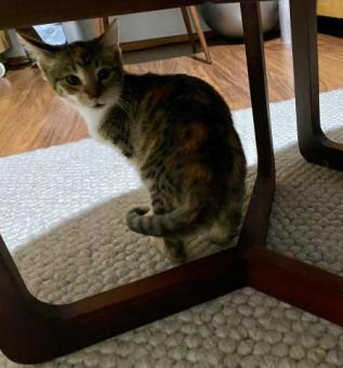 Gatita bebé de 4 meses busca hogar para siempre
