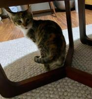 Gatita bebé de 4 meses busca hogar para siempre