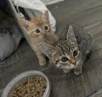 Bebés en espera de un hogar para siempre 