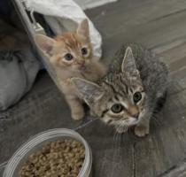 Bebés en espera de un hogar para siempre 