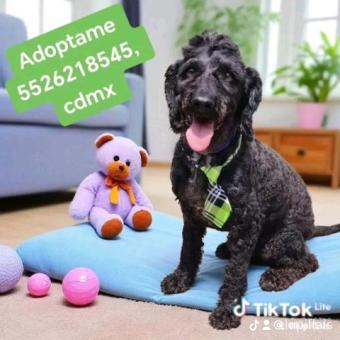 En adopción responsable