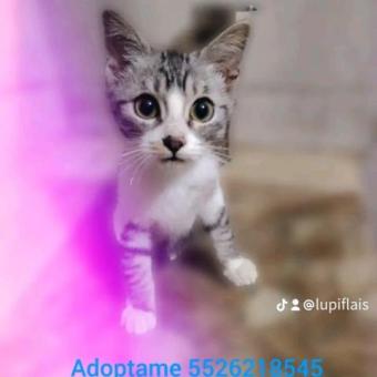 Rayito 4 meses en adopción