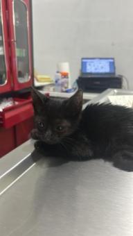 En adopción Gatito