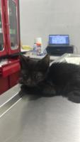 En adopción Gatito