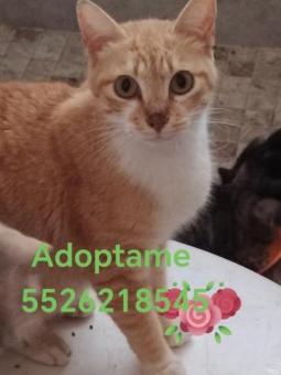 Guerita en adopción