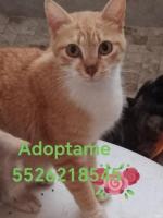 Guerita en adopción