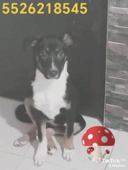 Capuchina en adopción