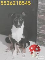 Capuchina en adopción