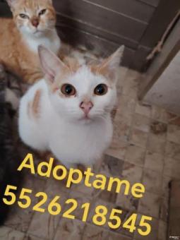 Blanca en adopción 5 meses