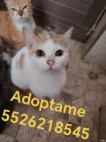 Blanca en adopción 5 meses