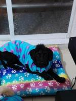 Chinito hermoso en adopcion