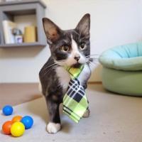 Fantasy en adopción responsable
