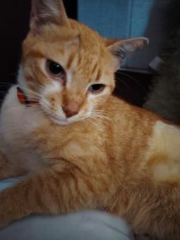 Guerita en adopción responsable