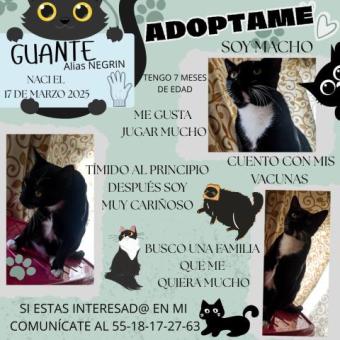 Adopción