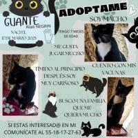 Adopción