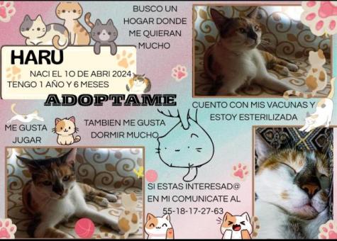 Adoptame
