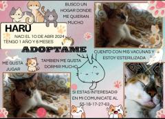 Adoptame