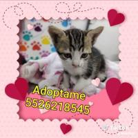 Beba en adopción