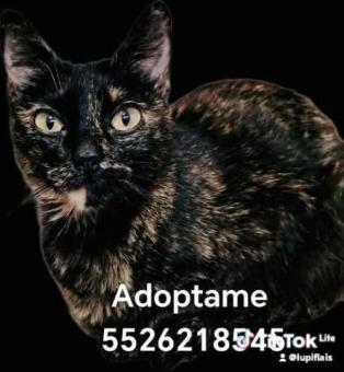 Cary en adopción