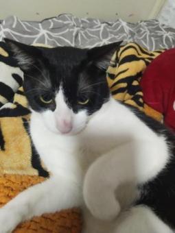 Adopta a Wybie