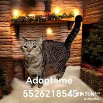 Mimosa en adopción
