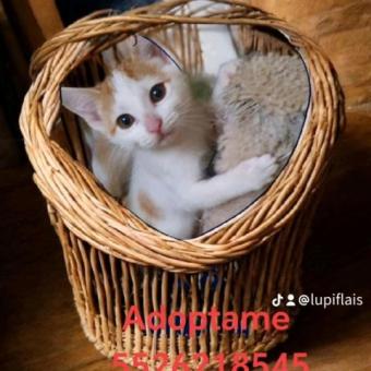 Adoptame