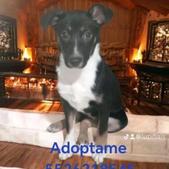 Capuchina en adopción