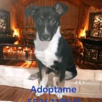 Capuchina en adopción