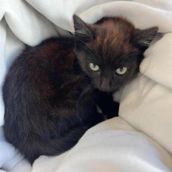 Hermosos gatitos negro y carey en adopción