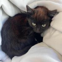 Hermosos gatitos negro y carey en adopción