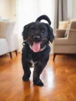 Chuy en adopción talla chica