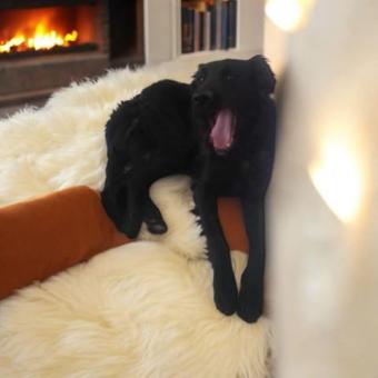 Diamante negro en adopción