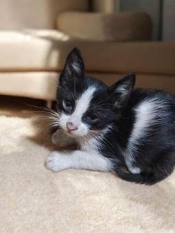 En adopción responsable