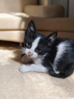 En adopción responsable