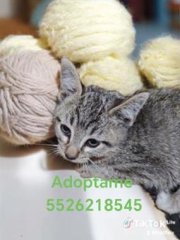 En adopción responsable