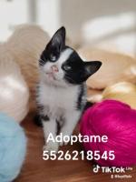 Bebe dos meses y medio en adopción