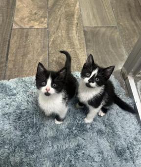 Adopta a Figaro bebe