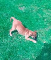 Precioso cachorro Mestizo