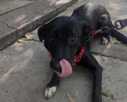 Adopta una o dos hermanitas y prepárate para recibir amor a montones!