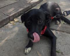 Adopta una o dos hermanitas y prepárate para recibir amor a montones!