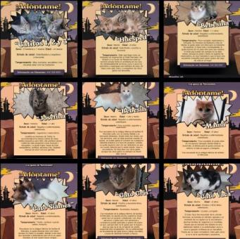 Gatitos en adopción